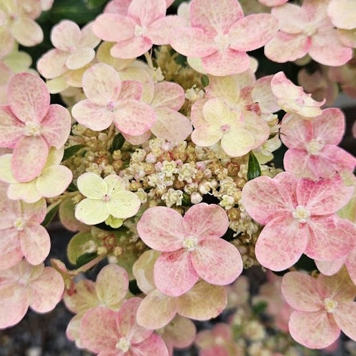 Hydrangea paniculata ´Polestar´ – kompaktná hortenzia s bohatým kvitnutím