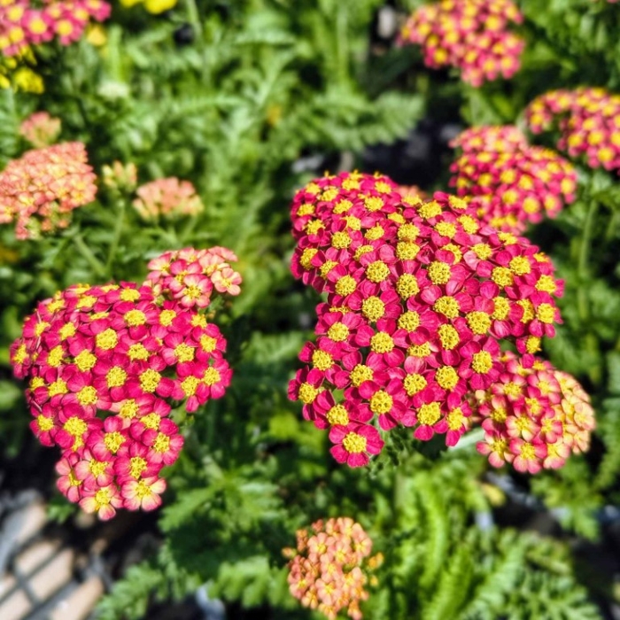 Achillea millefolium ‘Safran’ – oranžovo-šafranový rebríček do slnečných záhonov