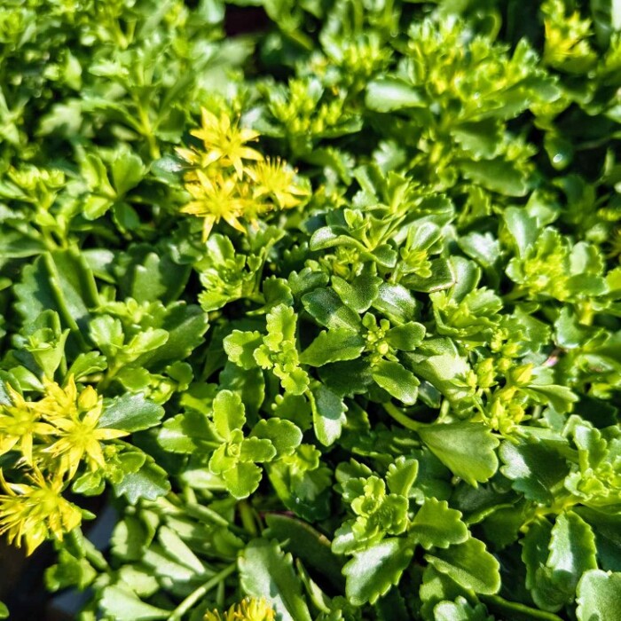 Sedum kamtschaticum ‘Little Miss Sunshine’ – žltý rozchodník do skalky