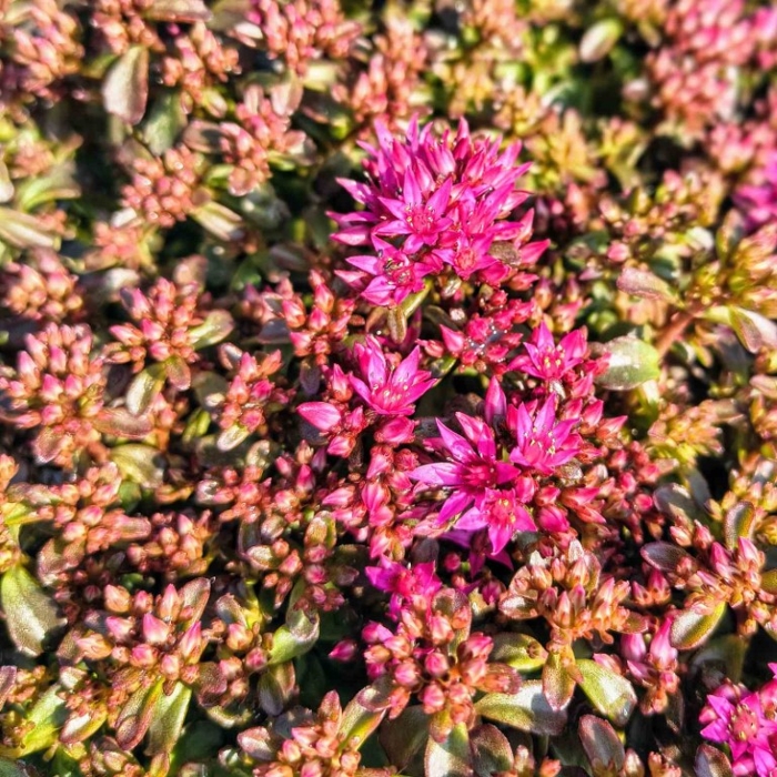Sedum ‘Deep Rose’ – ružový rozchodník do záhona aj skalky