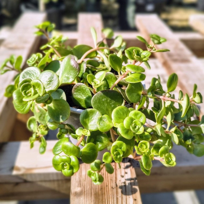 Sedum ‘Coral Carpet’ – nízky rozchodník s koralovým sfarbením