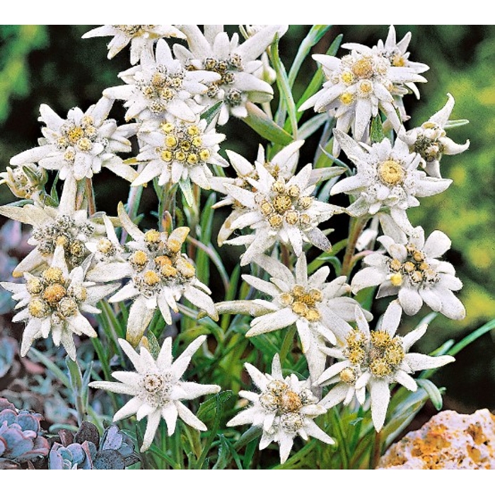 Leontopodium alpinum ‘Edelweiss’ – plesnivec alpínsky do skalky