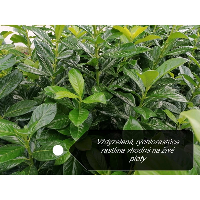 Vavrínovec lekársky - Prunus laurocerasus ´Novita´ -90/110cm
