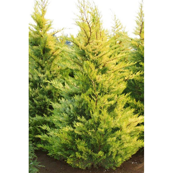 Cupressocyparis leylandii ‘Gold Rider’ – zlatý cyprusovec s koreňovým balom
