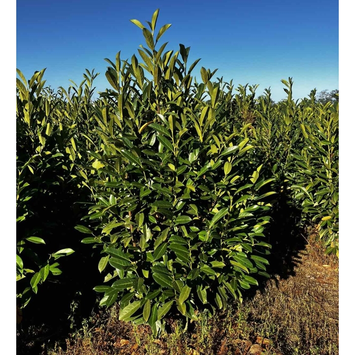 Vavrínovec lekársky - Prunus laurocerasus ´Elly´(ŠTÍHLY poddruh)- 100/120 cm