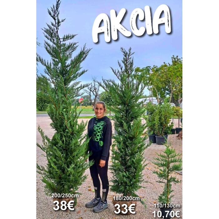 Cupressocyparis leylandii – rýchlorastúci cyprusovec na živé ploty