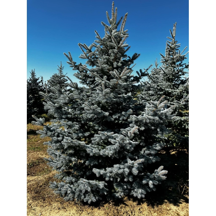 Picea pungens ‘Hoopsii’ – modrý smrek s koreňovým balom