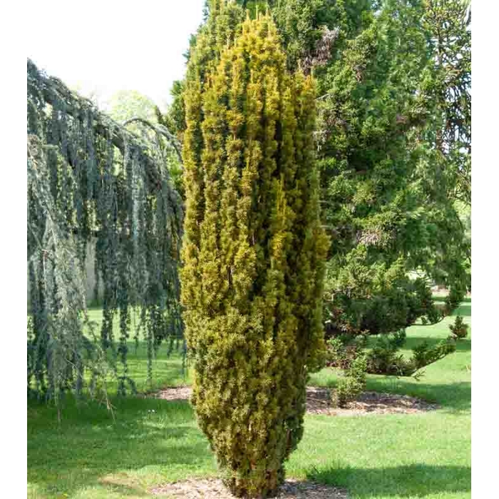 Taxus baccata ‘Fastigiata Aurea’ – tis obyčajný so zlatými výhonmi (koreňový bal)