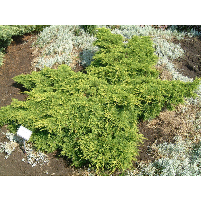 Juniperus × media ‘Old Gold’ – zlatožltá borievka (koreňový bal)
