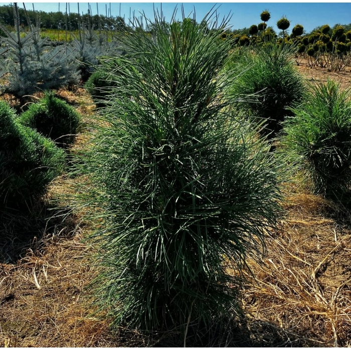 Pinus nigra ‘Pyramidalis’ – stĺpovitá borovica čierna (koreňový bal)