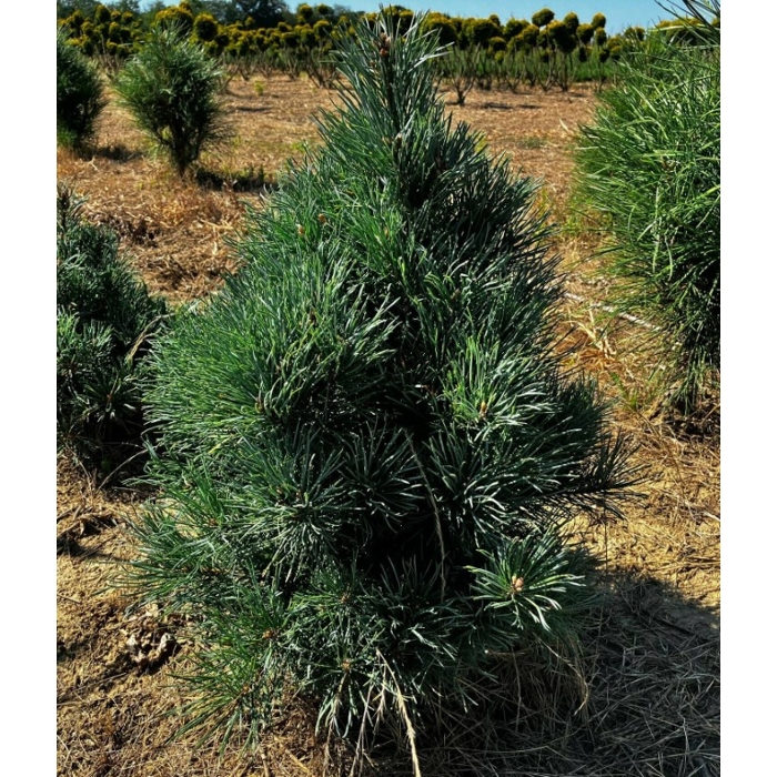 Pinus sylvestris ‘Watereri’ – kompaktná borovica (koreňový bal)