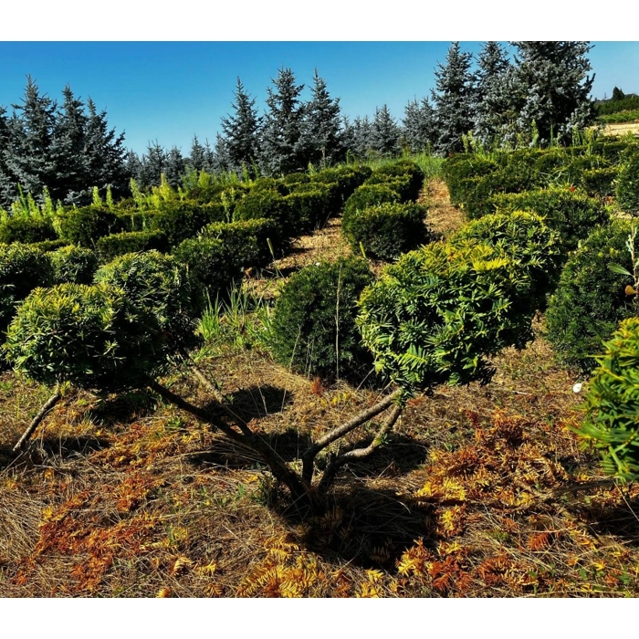 Taxus baccata ‘Fastigiata Robusta’ – stĺpovitý tis s koreňovým balom