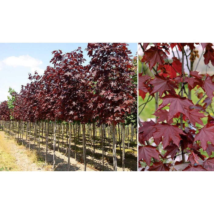 Javor mlie?ny - Acer platanoides 'Royal Red' - 350+cm - vysokokme?, 6/8