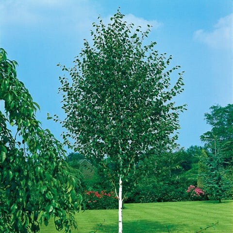 Betula utilis ´Doorenbos´ - na vysokokmeni, 6/8