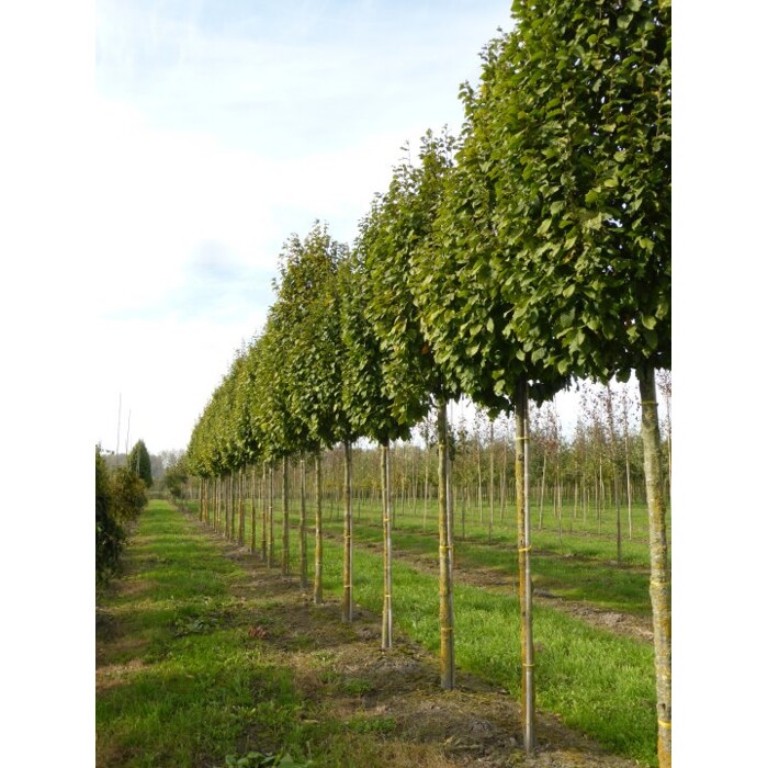 Hrab oby?ajný - Carpinus betulus ´Lucas´- 250/300 cm, 6/8