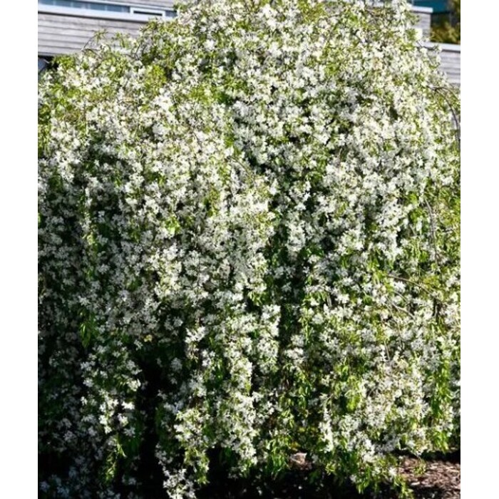 Malus ´Fontana´ – okrasná jabloň na kmienku 120 cm | Bohato kvitnúci strom do záhrady