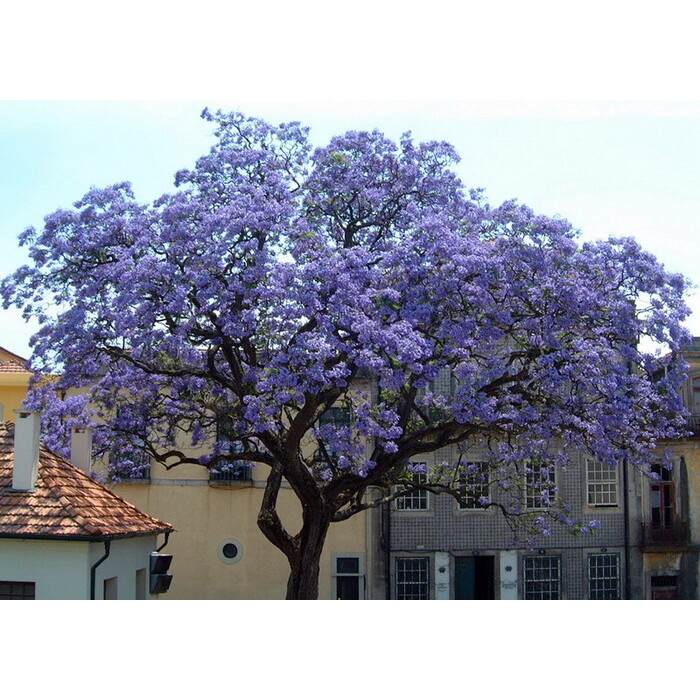 Paulownia tomentosa - 230cm - LEN NA OSOBNÝ ODBER!