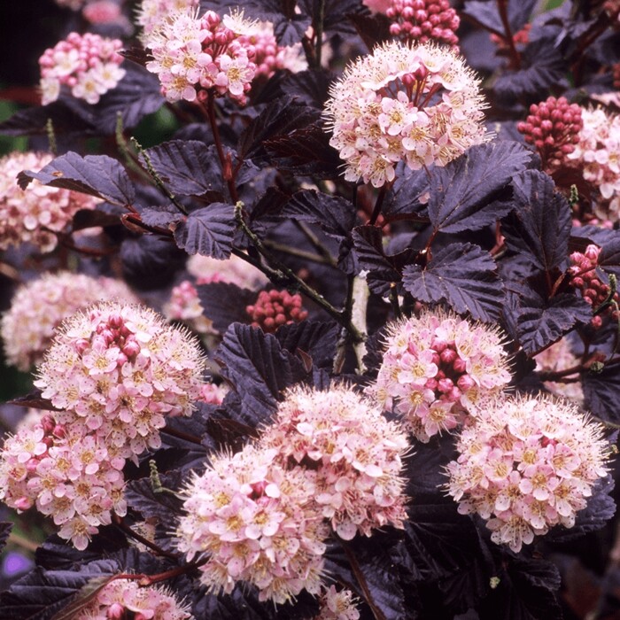 Tavo?a kalinolistá  - Physocarpus opulifolius ´Lady in Red´ Co2,5L