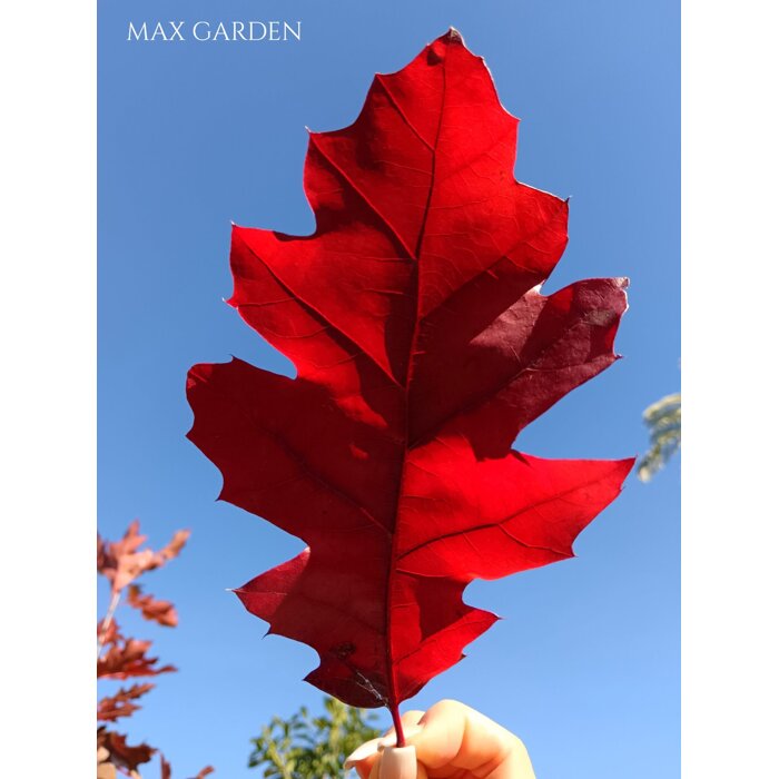 Quercus rubra – dub červený | Okrasný strom s jesenným sfarbením