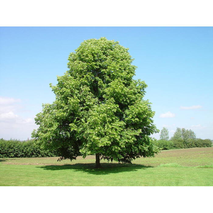 Tilia cordata ´Greenspire´ – lipa malolistá | Elegantná alejová odroda
