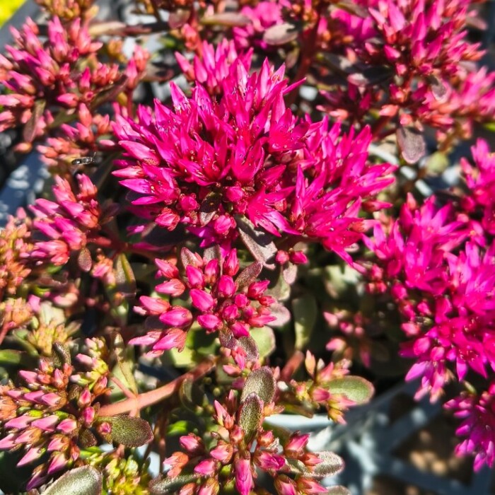 Sedum ´Rosie Soiree´ | Rozchodník ´Rosé Soiée´ | Ružový rozchodník