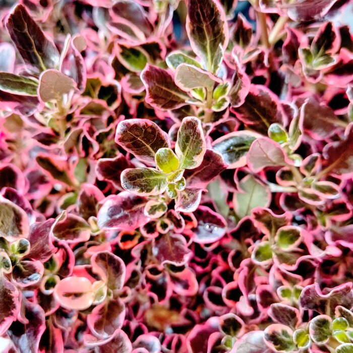 Coprosma ´Eclipse´ | Dvojfarebný stálezelený ker | Rastlina do nádoby