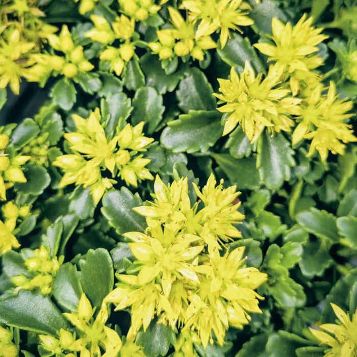 Rozchodník kamčatský | Sedum kamtschaticum | Nenáročná skalnička