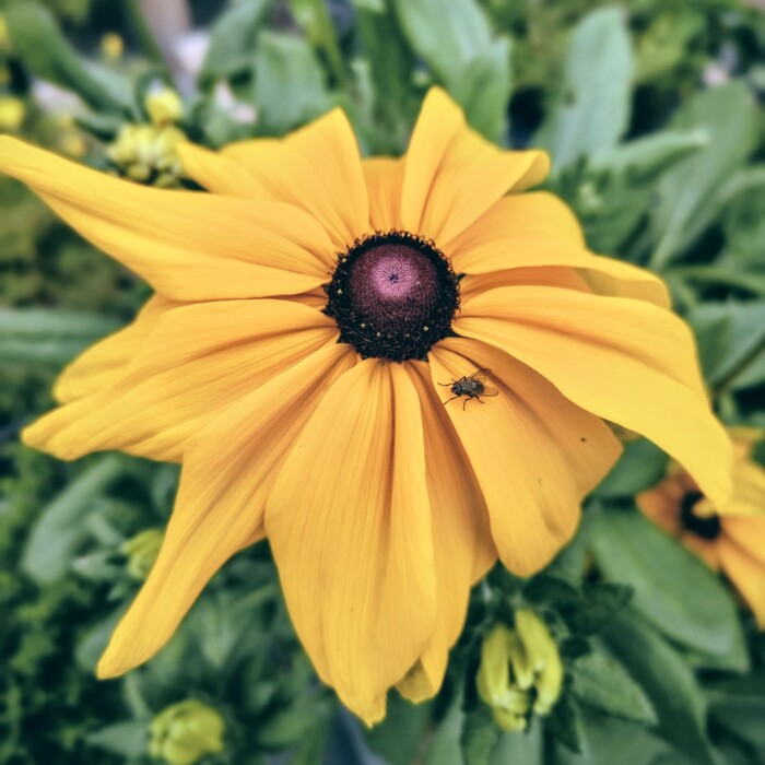 Rudbekia žiarivá  - Rudbeckia fulgida