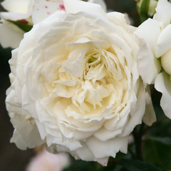 Ruža 'Alaska Future' – Predaj, biela, plná, opakovane kvitnúca, extrémne mrazuvzdorná