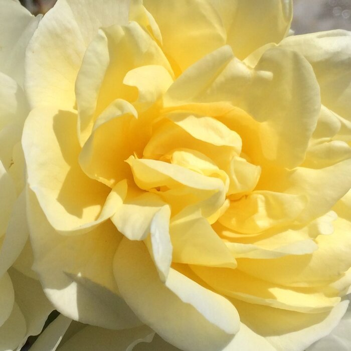 Ruža 'Alister Stella Gray' – Predaj, žltá, opakovane kvitnúca, historická odroda