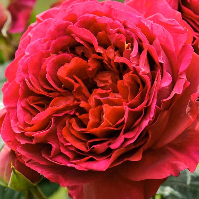 Ruža David Austin Rosso – Predaj, sýta červená, silne voňavá, opakovane kvitnúca