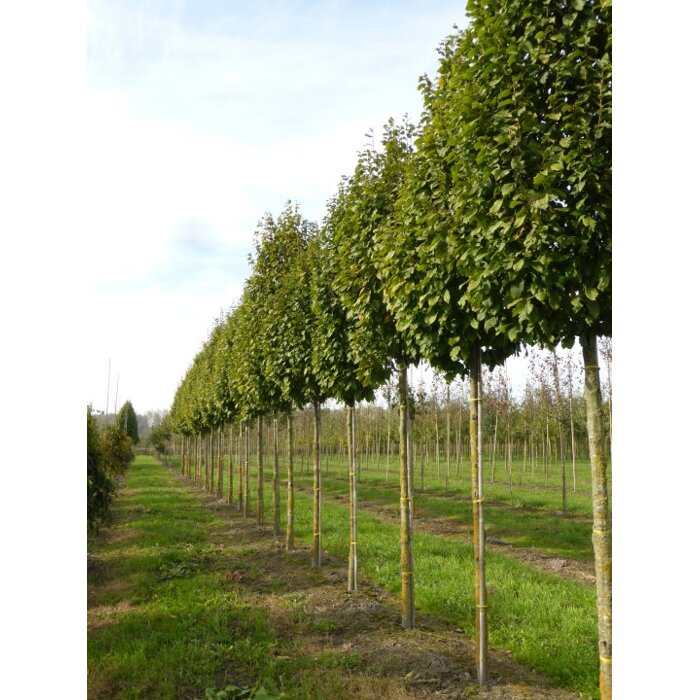 Hrab ´Lucas´ | Carpinus betulus | Stĺpovitý strom | Listnatá drevina