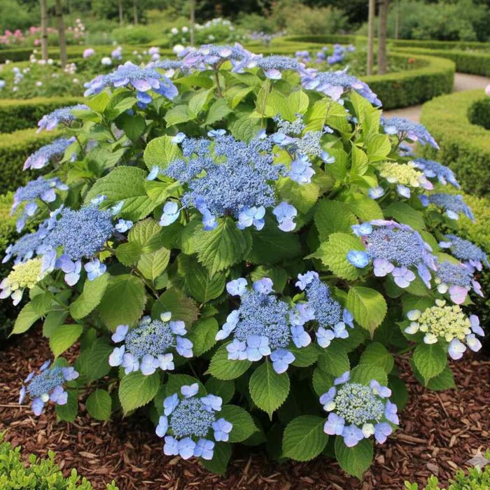 Hortenzia pílkatá 'Veerle' – nakúpiť v záhradníctve MaxGarden