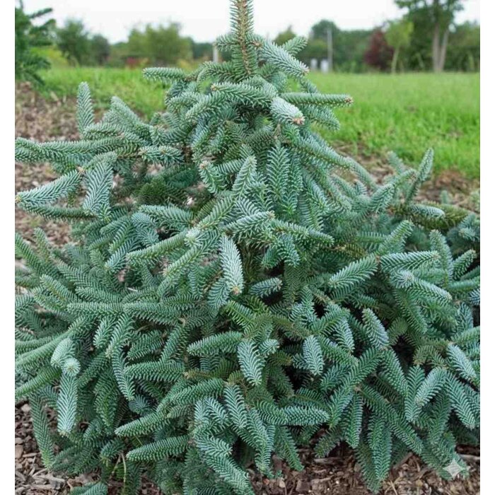Jedľa španielska 'Kelleris' (Abies pinsapo) – MaxGarden
