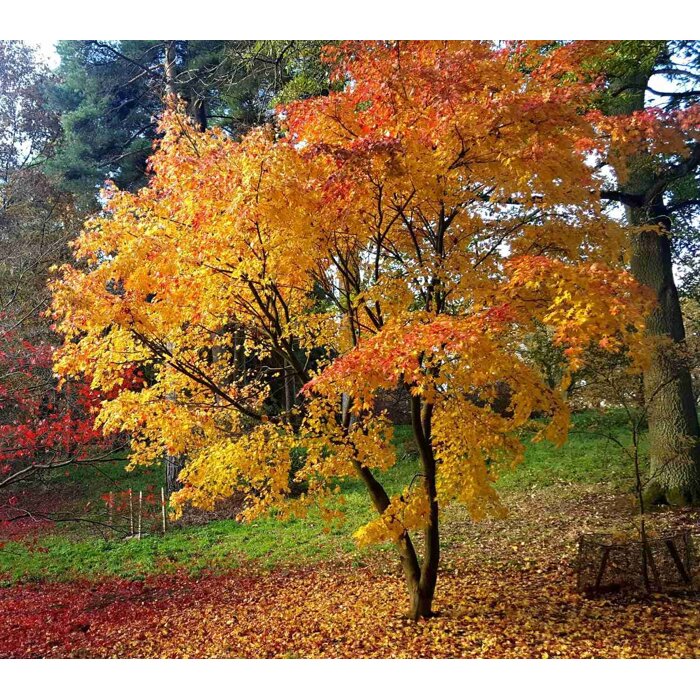 Javor dlaňolistý 'Orange Dream' – nakúpiť v MaxGarden