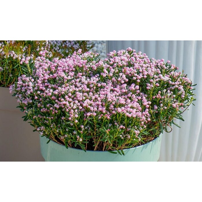 Andromédka sivolistá 'Blue Ice' – predaj v MaxGarden