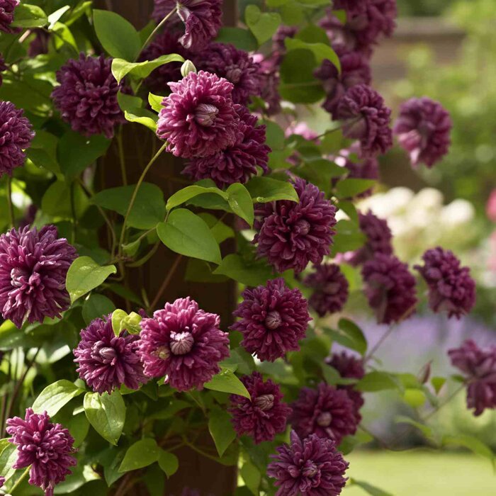 Clematis 'Purpurea Plena Elegans' – historický plnokvetý plamienok