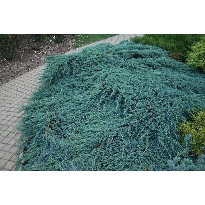 Rozložitý habitus borievky Juniperus squamata 'Blue Carpet' so strieborno-modrým ihličím