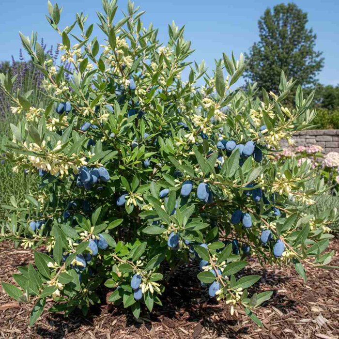 Bohato zarodený ker zemolezu kamčatského 'Blue Pacific' s modrými plodmi