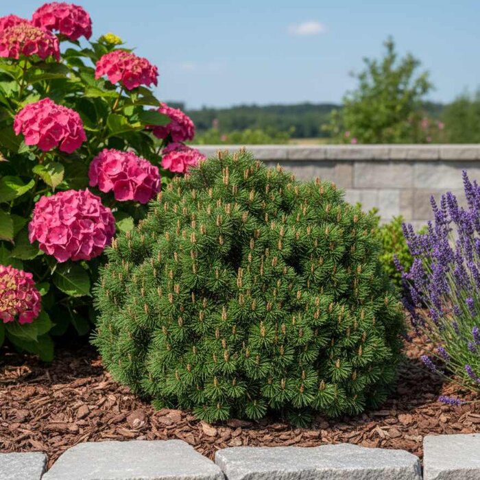 Vzácny nízky ihličnan, ktorého nové jarné prírastky majú žiarivú bronzovo-červenú farbu. Ideálny do 