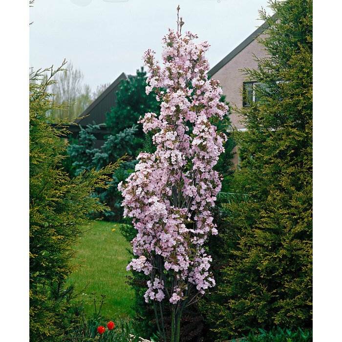 Čerešňa pilovitá - Prunus serrulata 'Amanogawa' - 170/200cm