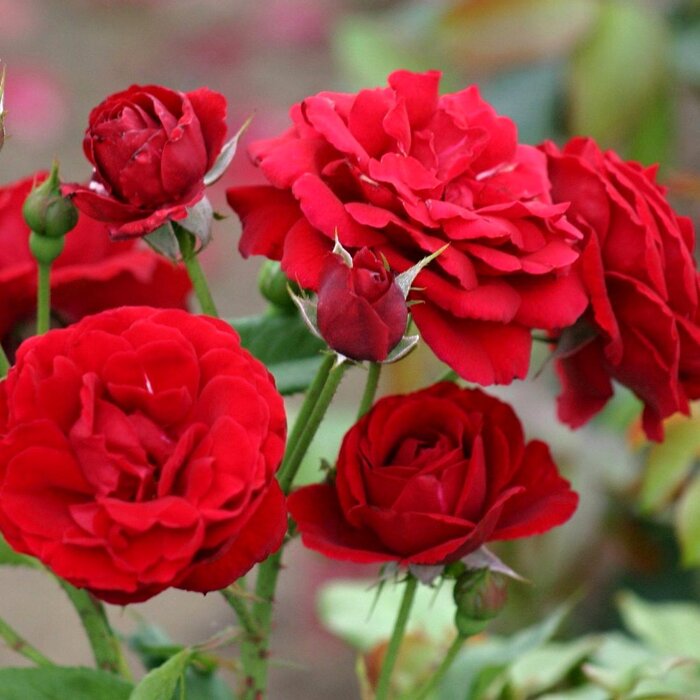 Popínavá ruža 'Nina Weibull' – mrazuvzdorná červená dominanta