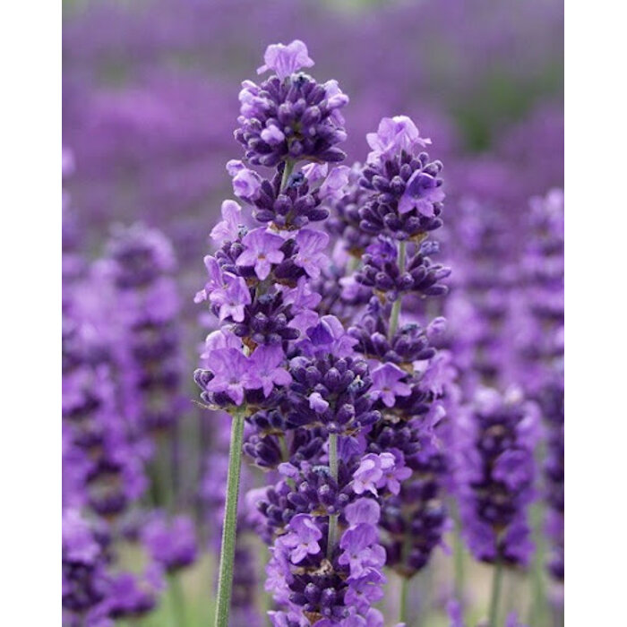 Levanduľa úzkolistá 'Goodwing' – intenzívna modrofialová farba