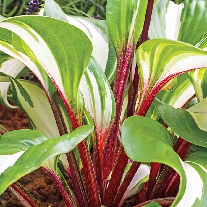 Hosta 'Raspberry Sundae' – Unikátna funkia s červenými stonkami