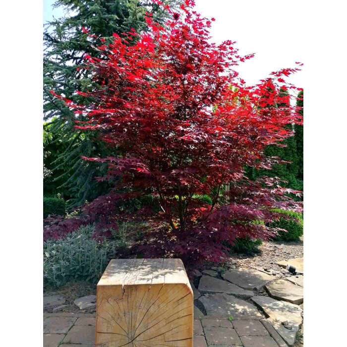 Acer palmatum 'Fireglow': Japonský javor so žiarivým červeným lístím