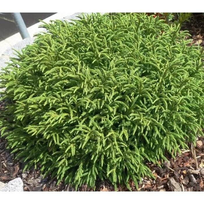 Kryptoméria japonská ´Little Champion´ BONSAI (190/210 cm) – Exkluzívny solitér