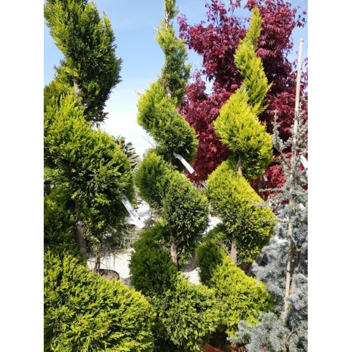 Cyprusovec leylandský ´Castlewellan Gold´ na kmeni, kužeľovitý – Zlatý solitér