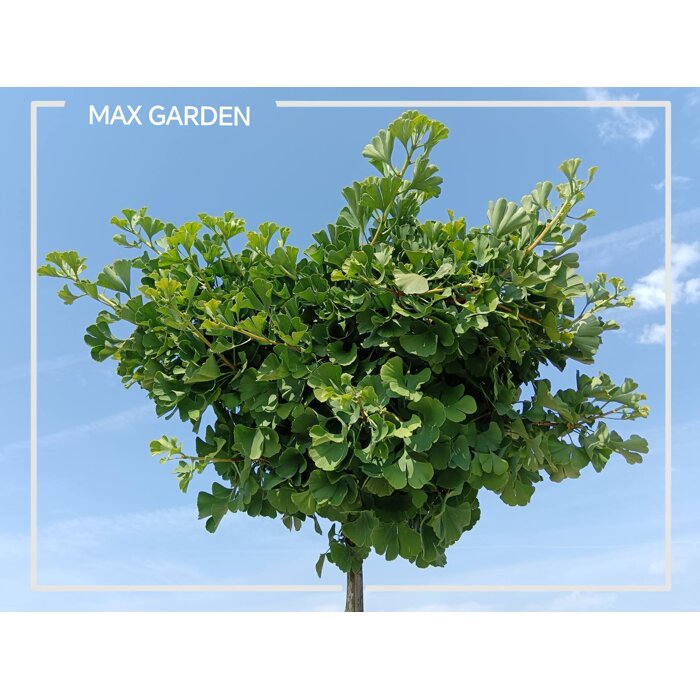 Ginko dvojlaločné ´Mariken´ na kmeni – Okrasný guľovitý stromček