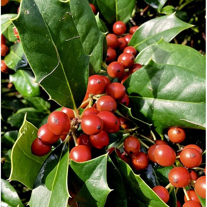 Cezmína ´Nellie R. Stevens´ (krík) – Stálozelený ker s červenými plodmi