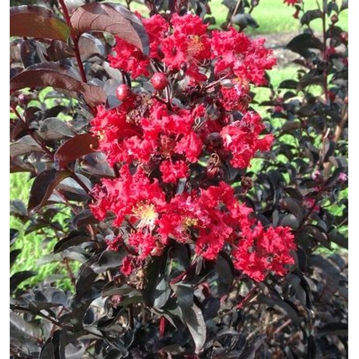 Myrta krepová ´Best Red´ Black Solitaire – Čierne listy a červené kvety